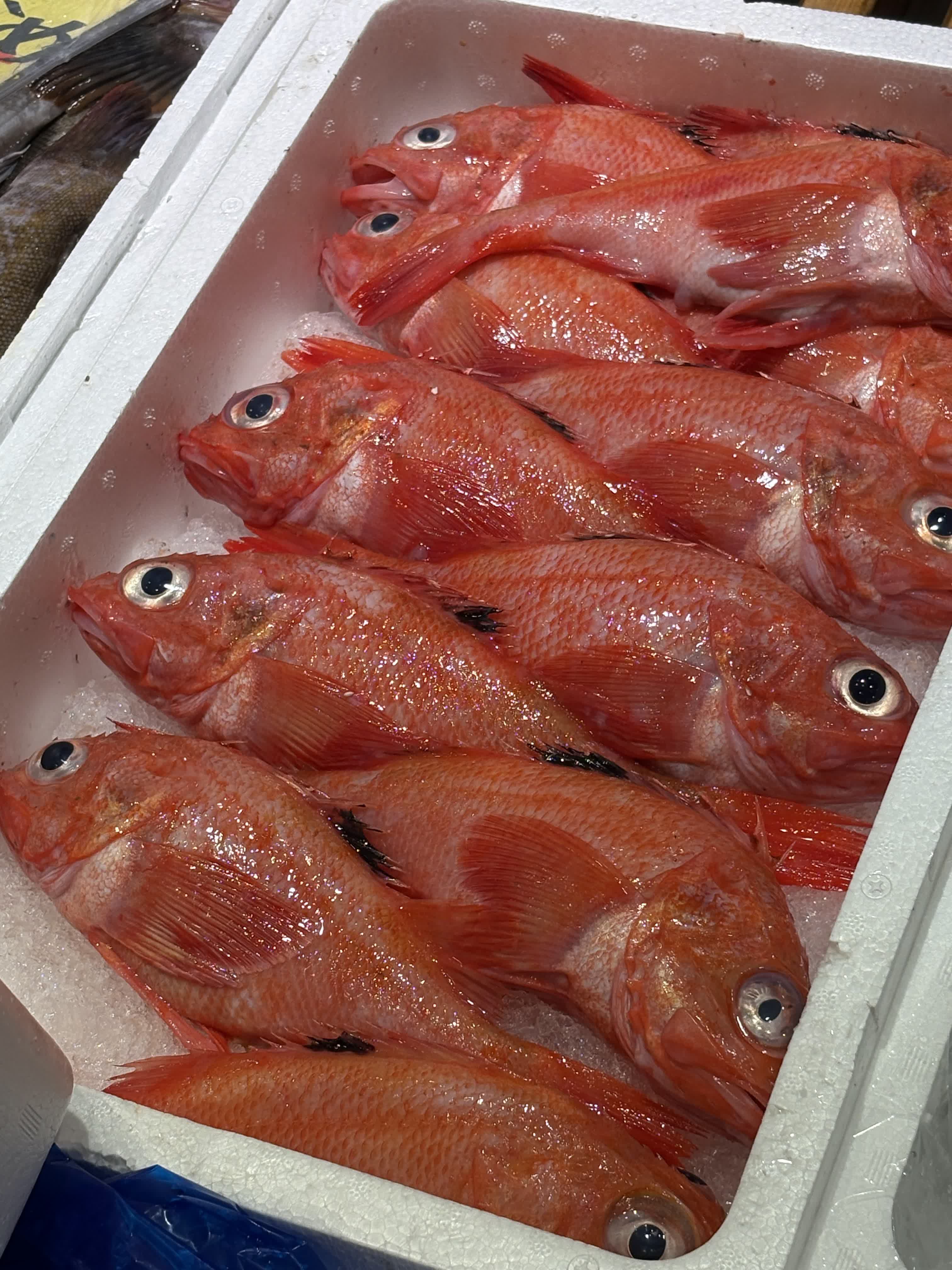 鮮魚