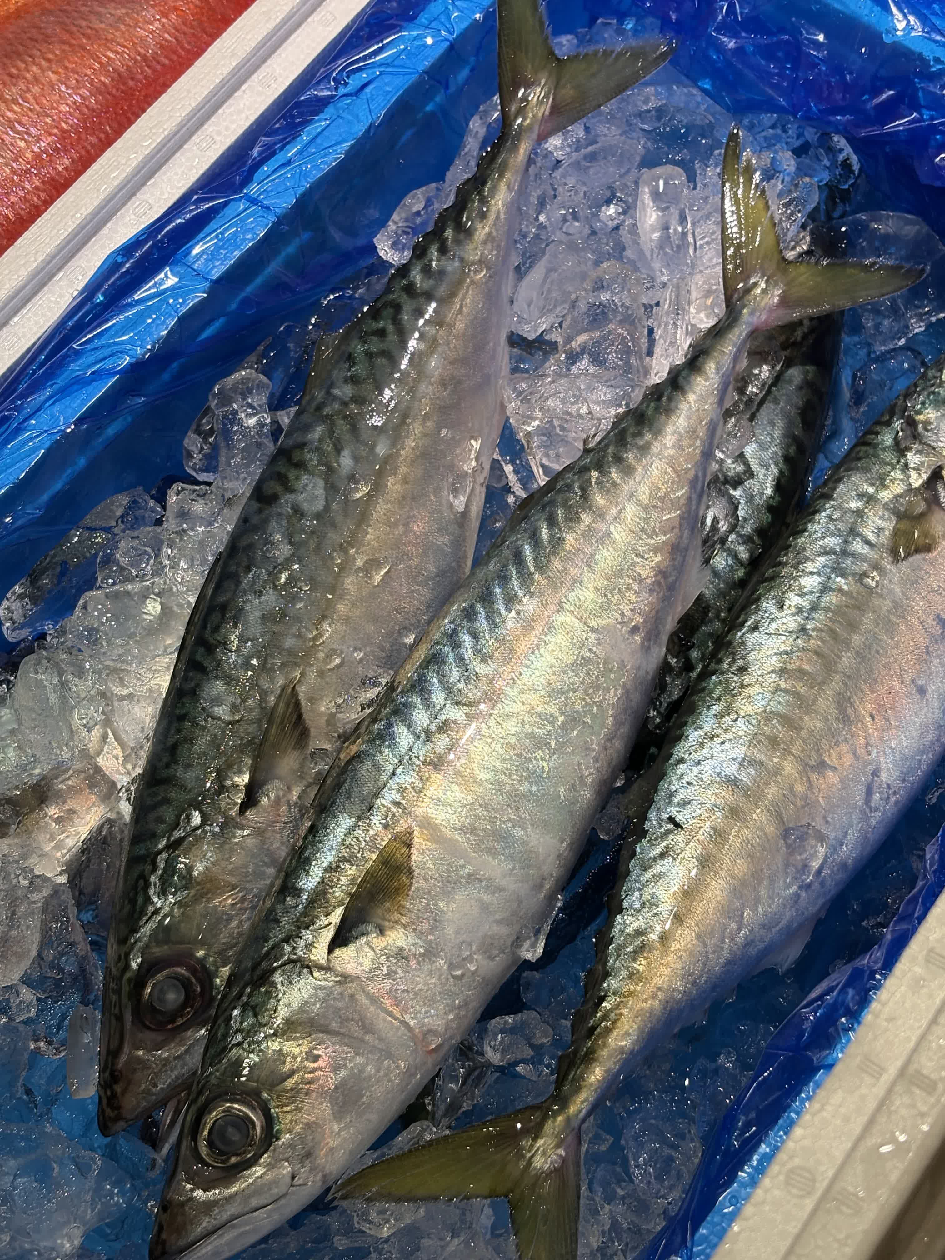 鮮魚