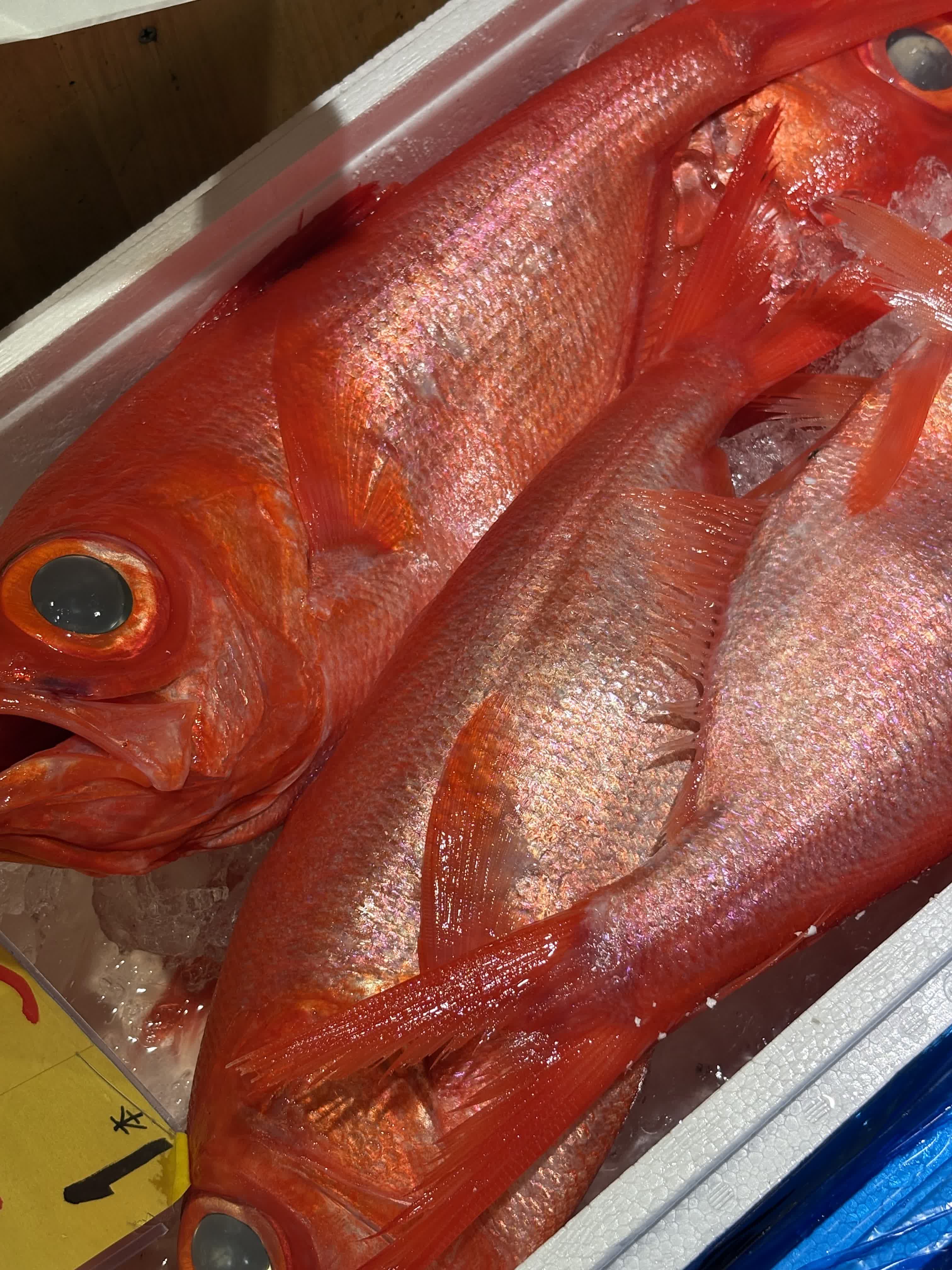 鮮魚