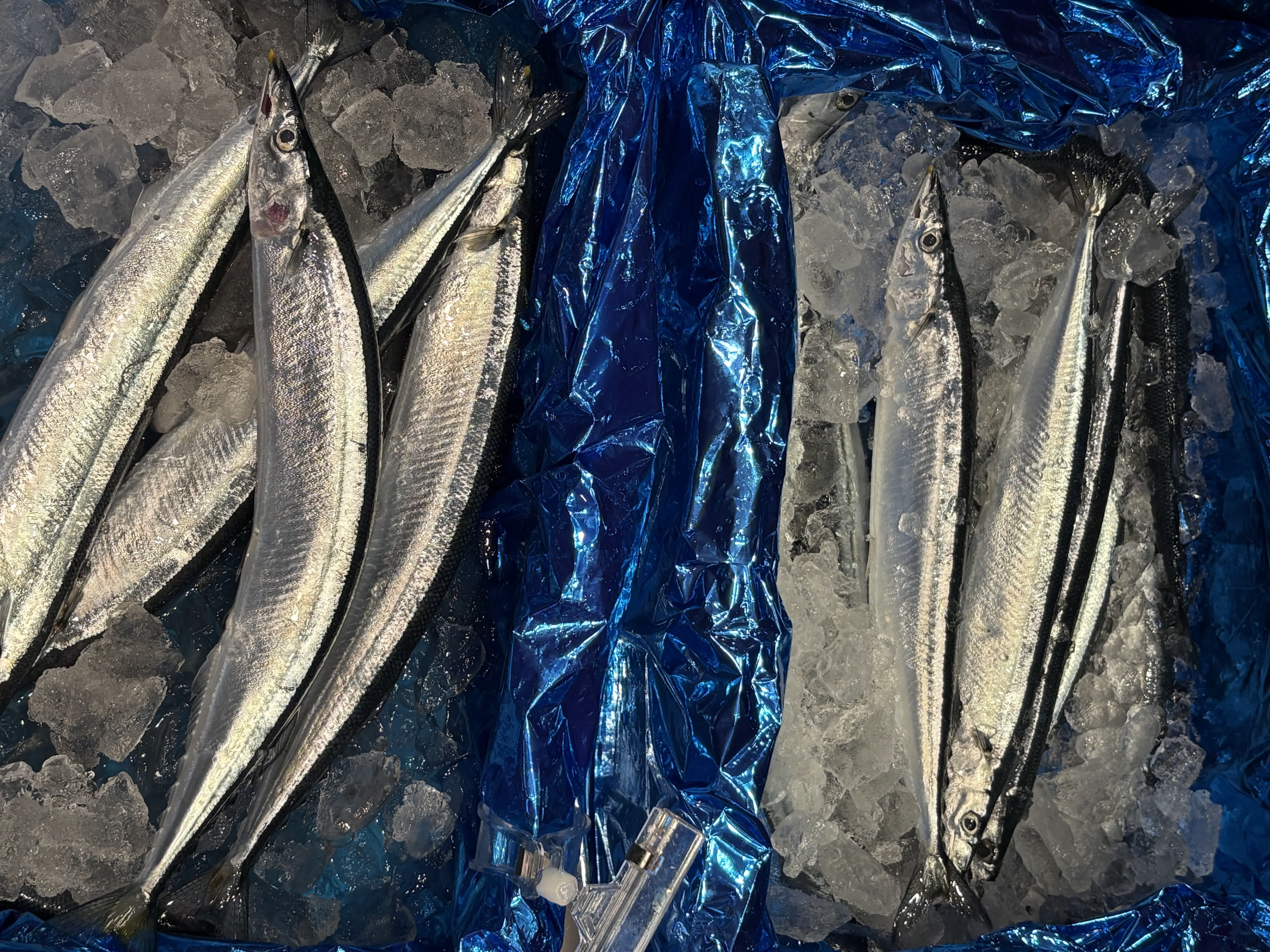 鮮魚